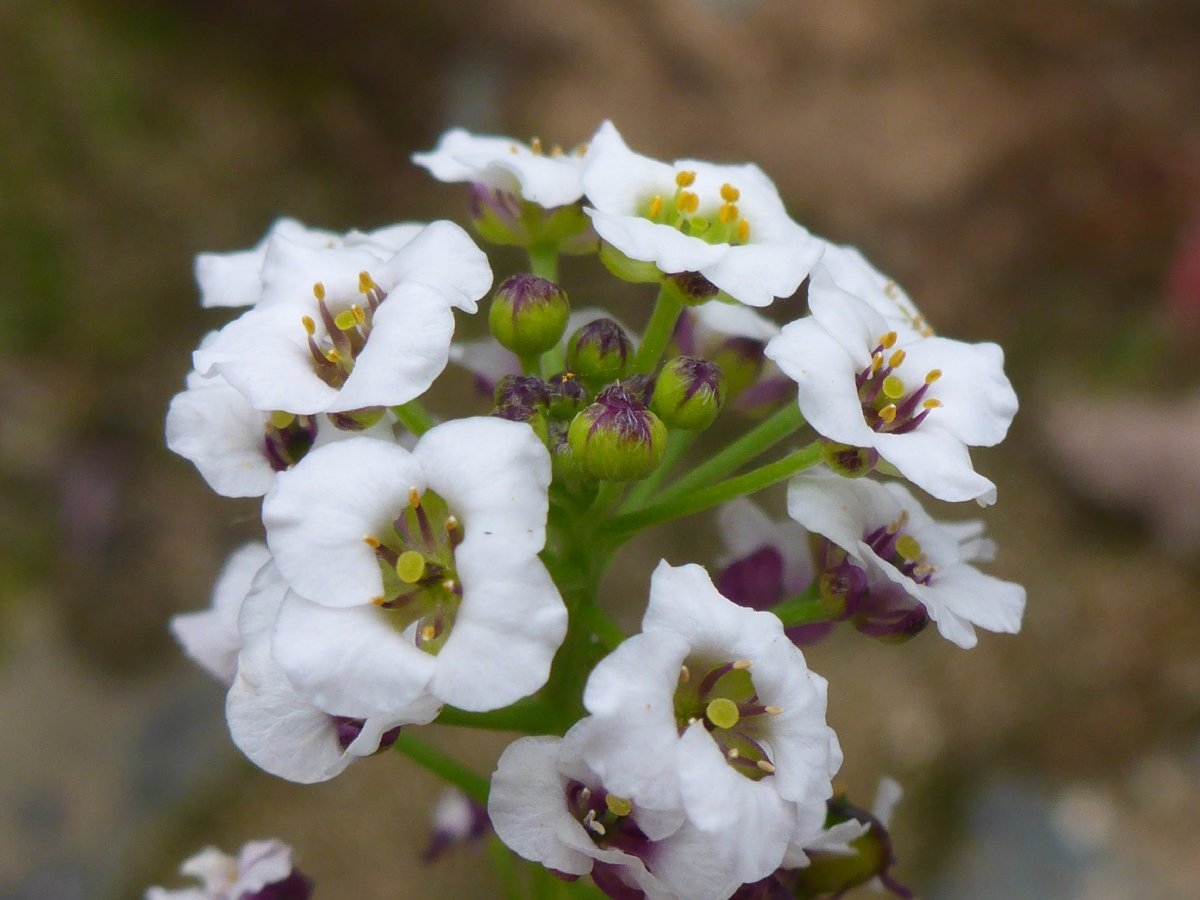 Lobularia maritima