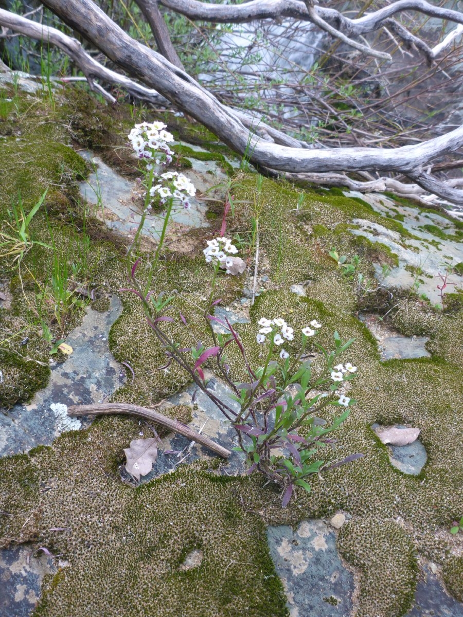 Lobularia maritima