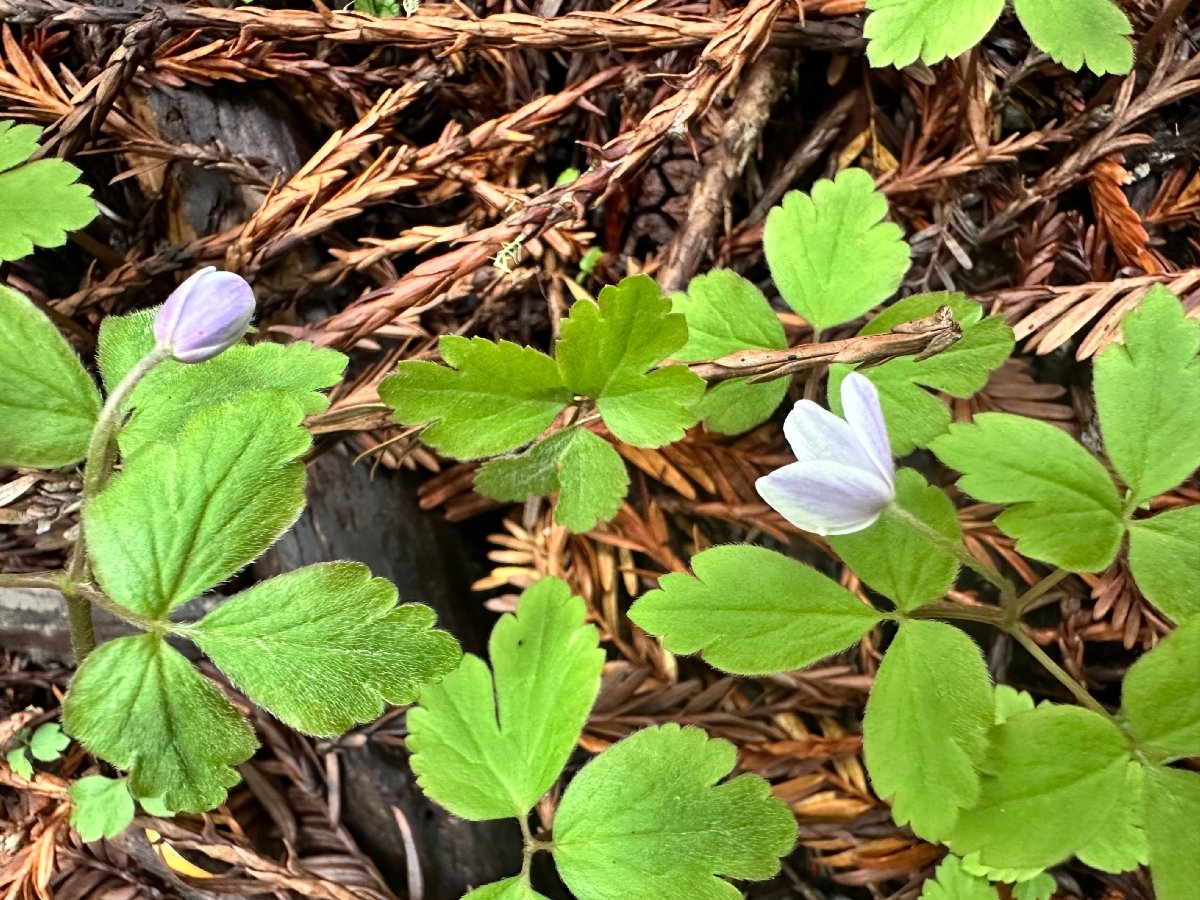 Anemone grayi