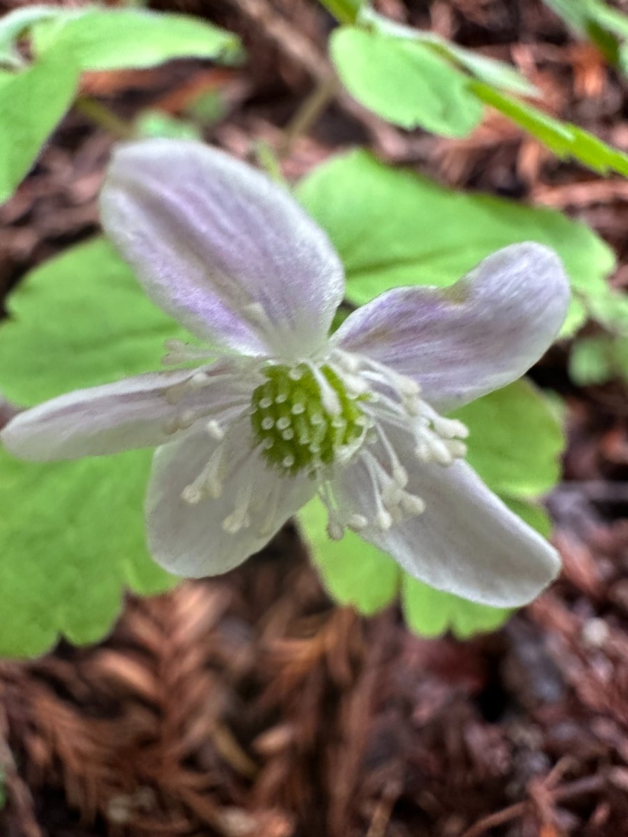 Anemone grayi