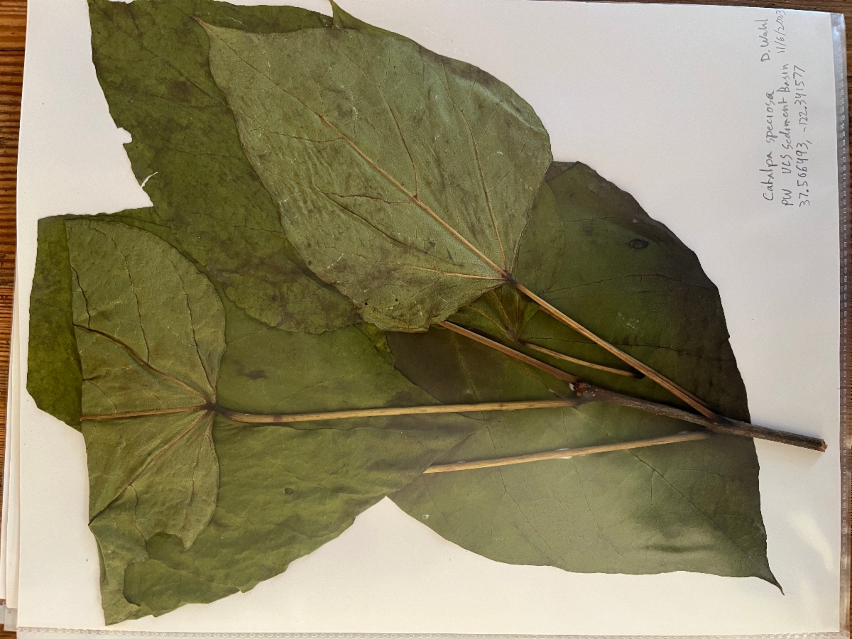 Catalpa speciosa