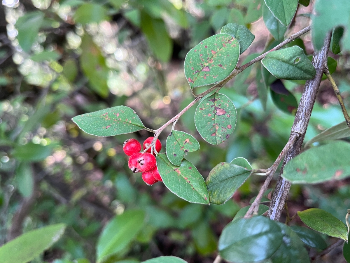 Cotoneaster pannosus