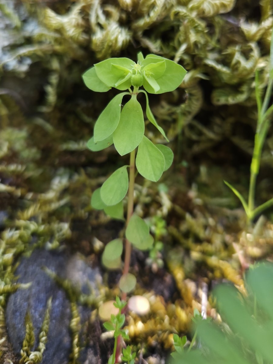 Euphorbia peplus