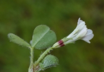 Trifolium subterraneum