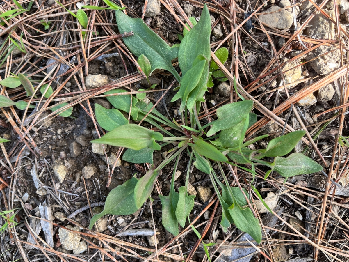 Rumex acetosella