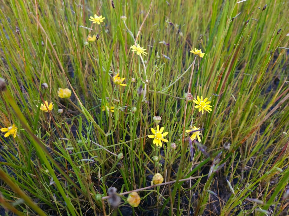 Blennosperma bakeri