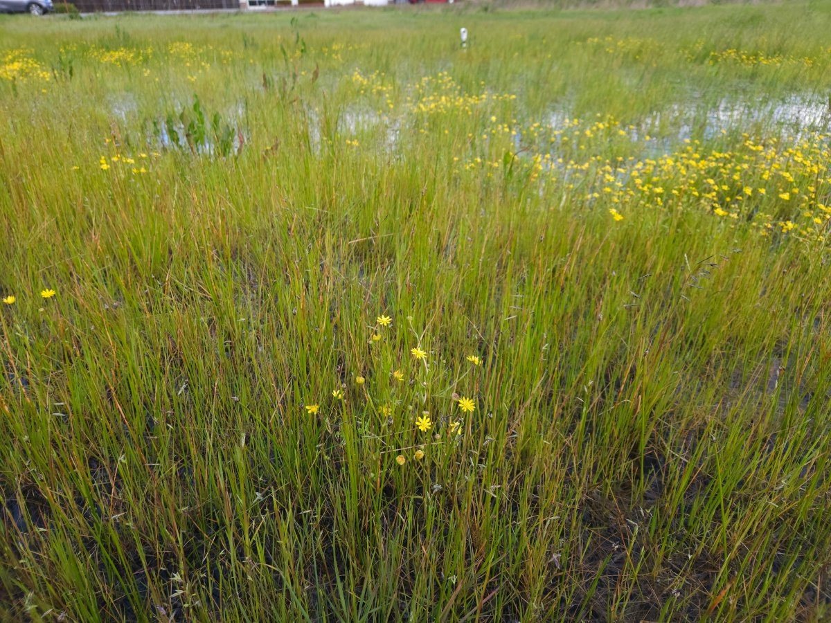 Blennosperma bakeri