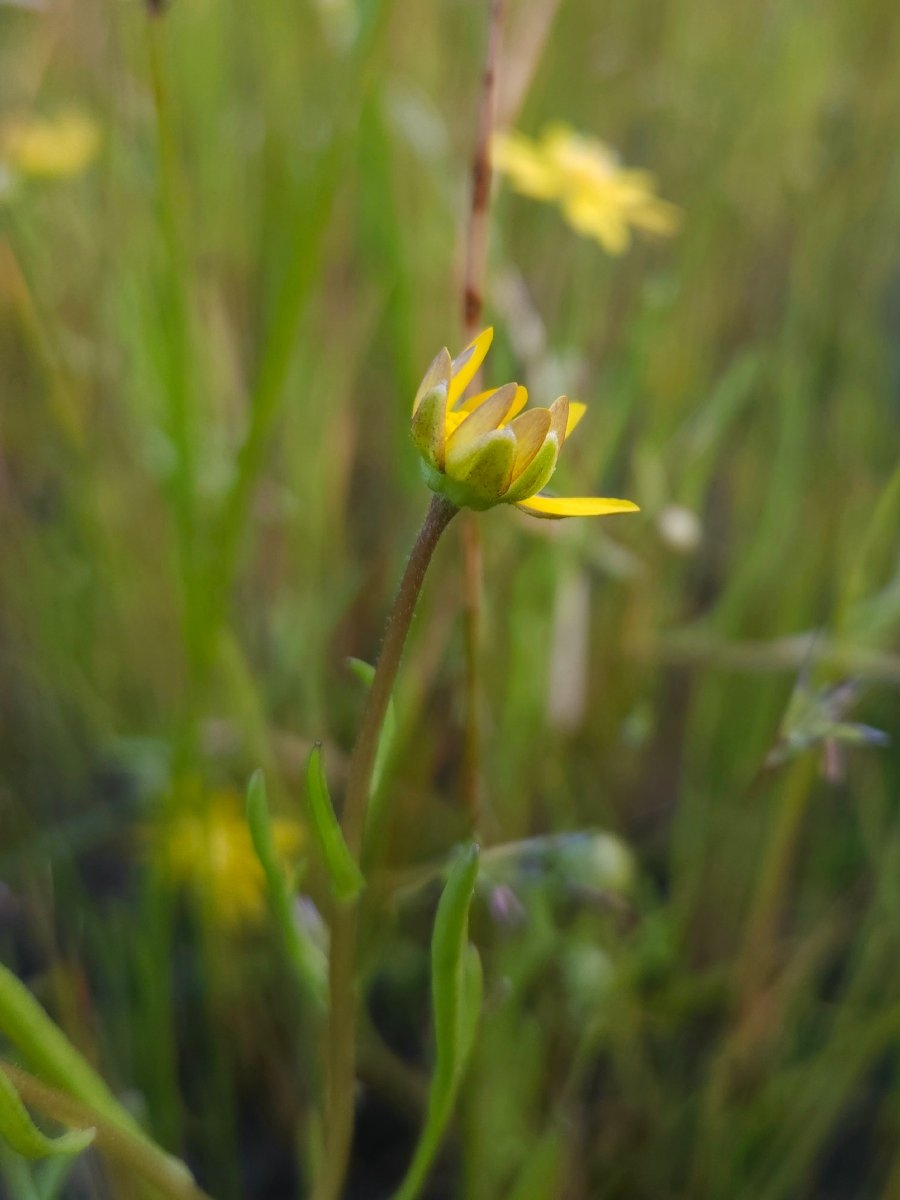 Blennosperma bakeri