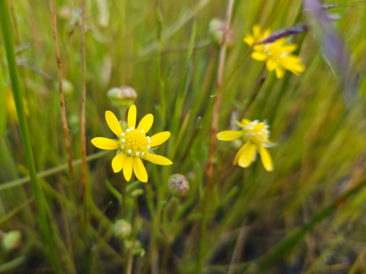 Blennosperma bakeri