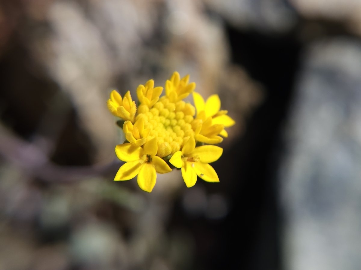 Chaenactis glabriuscula var. heterocarpha