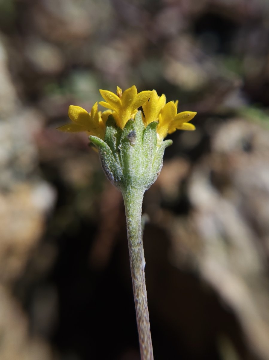 Chaenactis glabriuscula var. heterocarpha