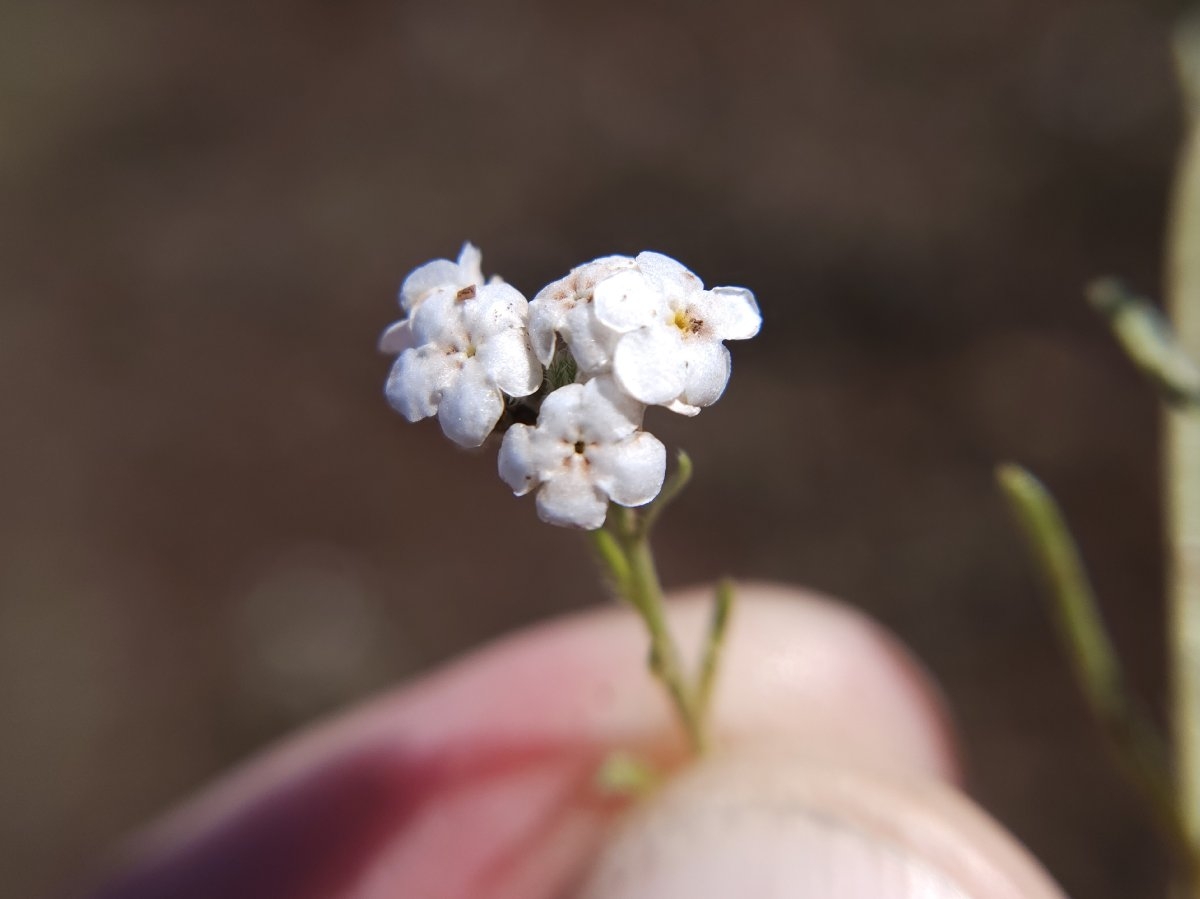 Cryptantha flaccida