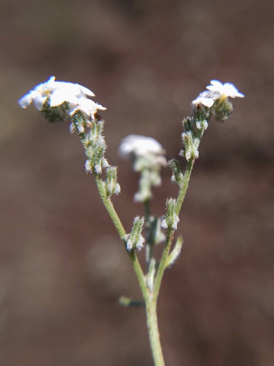 Cryptantha flaccida