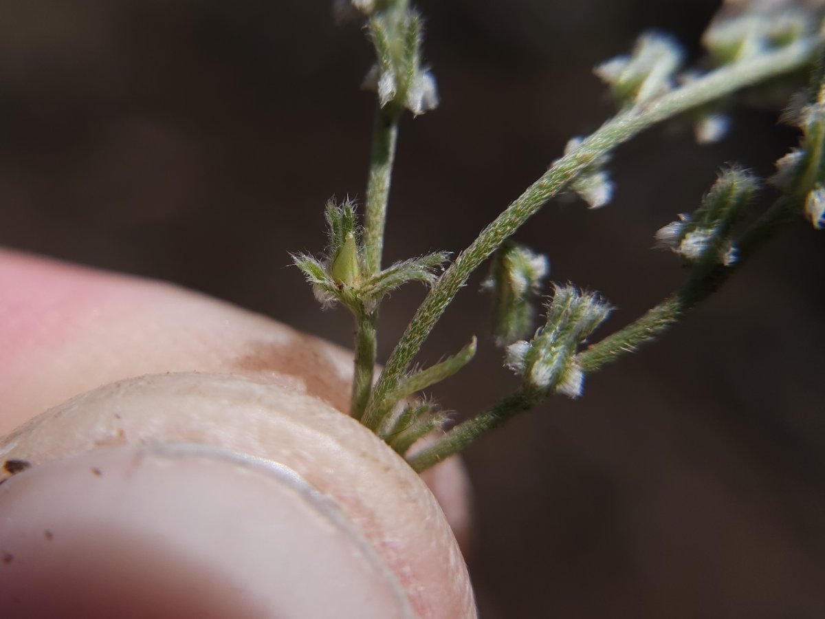 Cryptantha flaccida