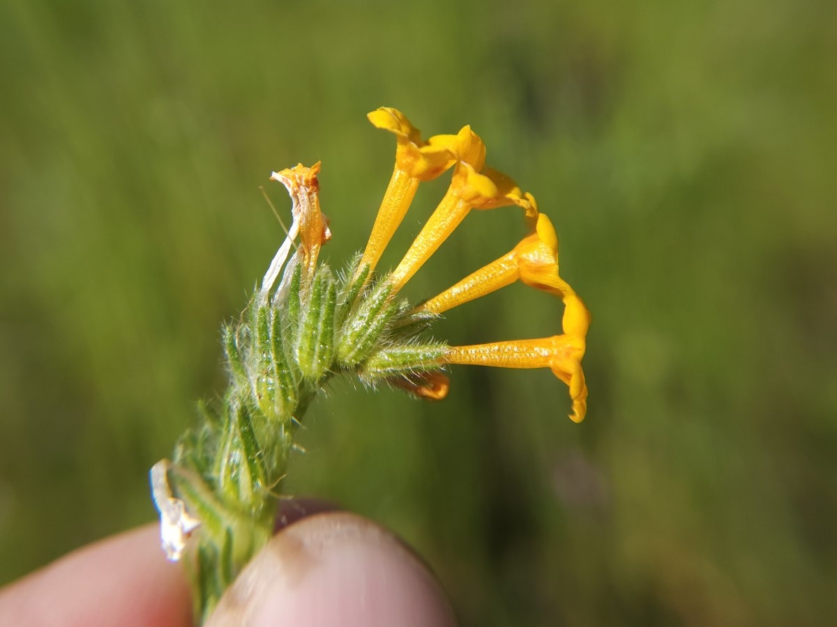 Amsinckia eastwoodiae