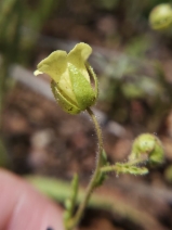 Emmenanthe penduliflora var. penduliflora