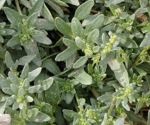 Monolepis nuttalliana