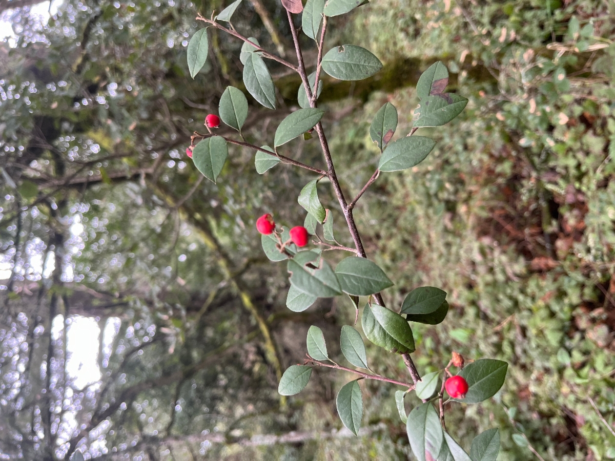 Cotoneaster pannosus