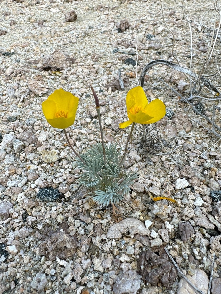 Eschscholzia glyptosperma