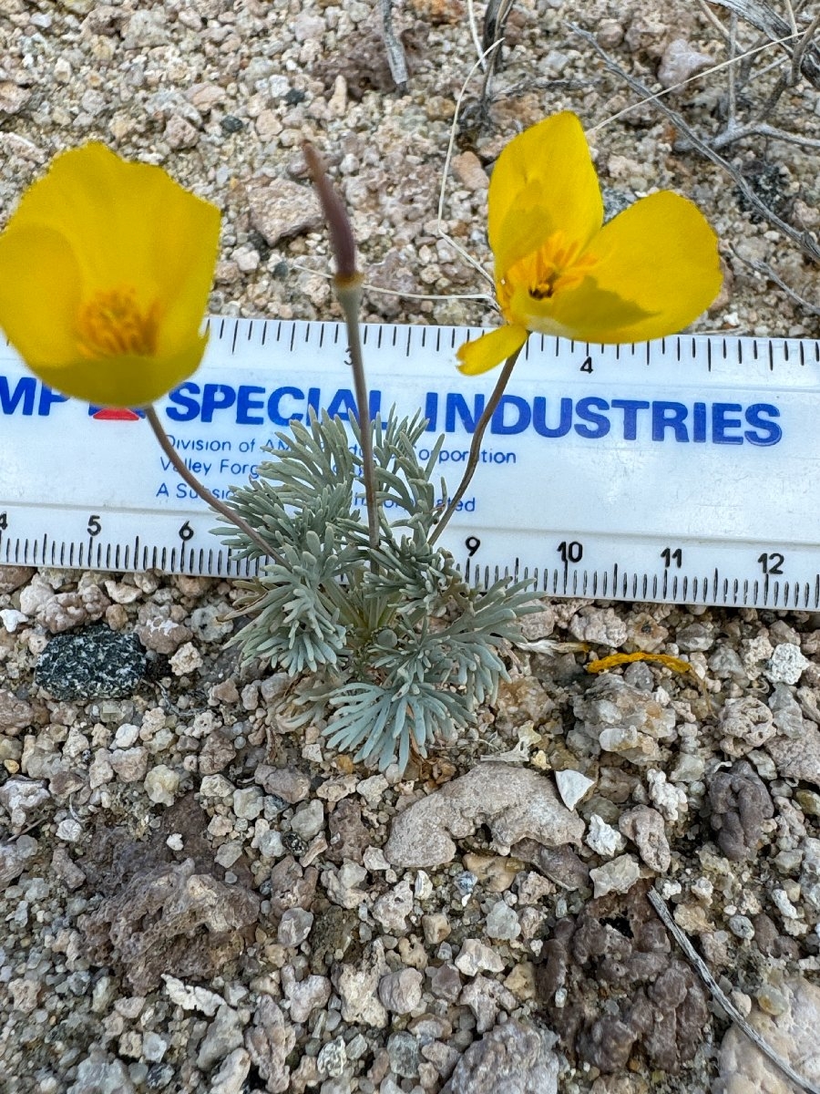 Eschscholzia glyptosperma