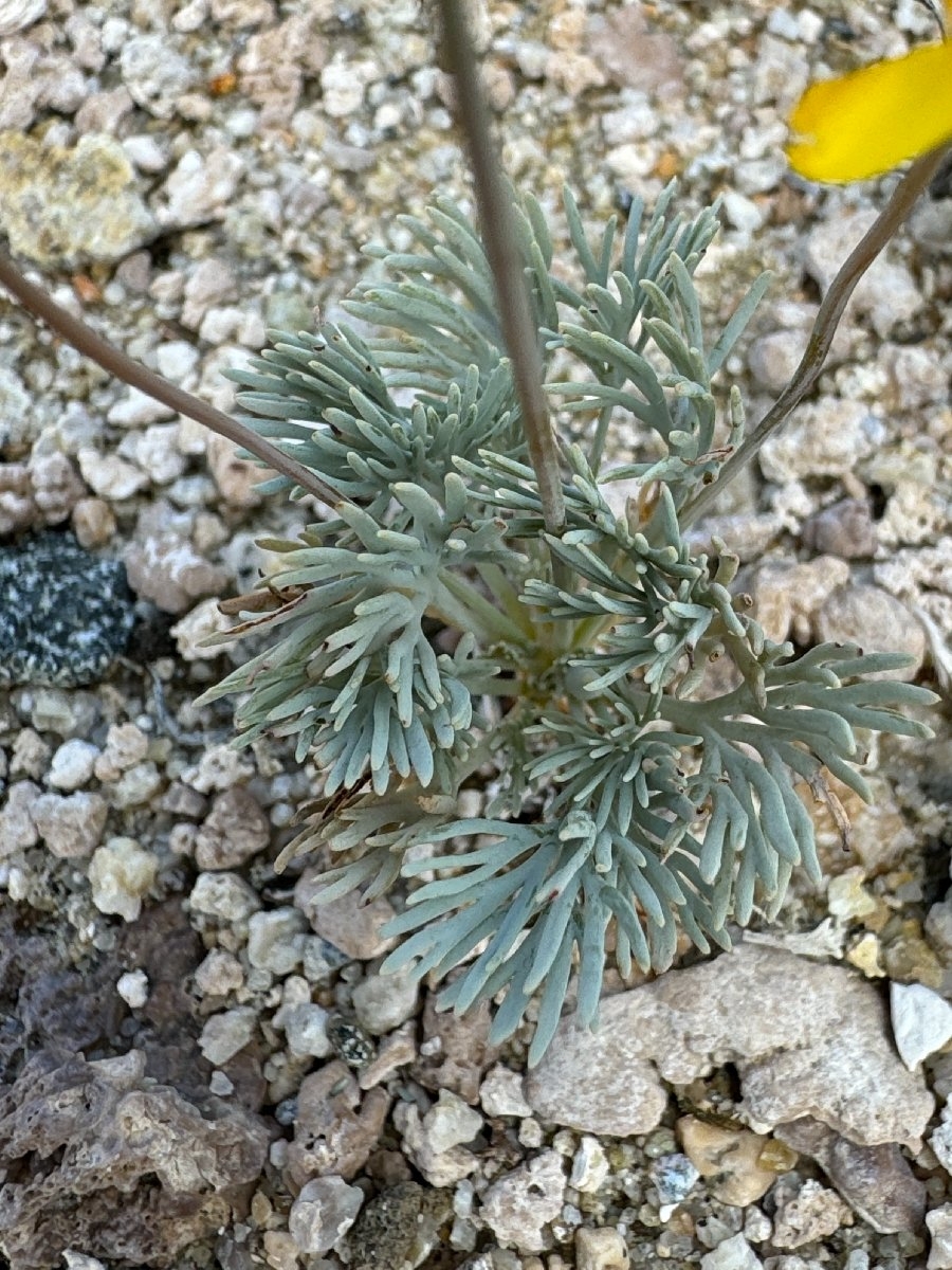 Eschscholzia glyptosperma