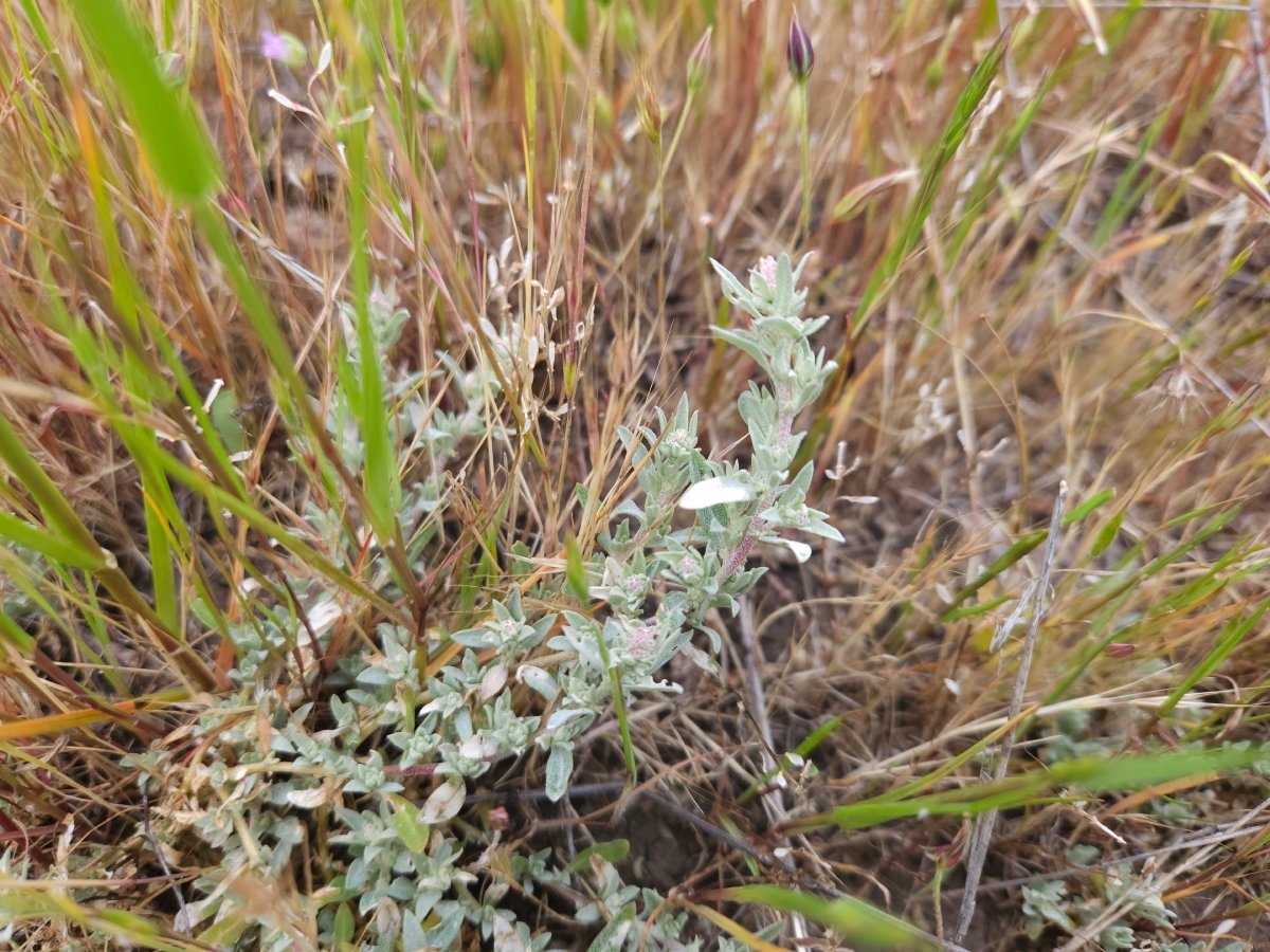 Atriplex fruticulosa