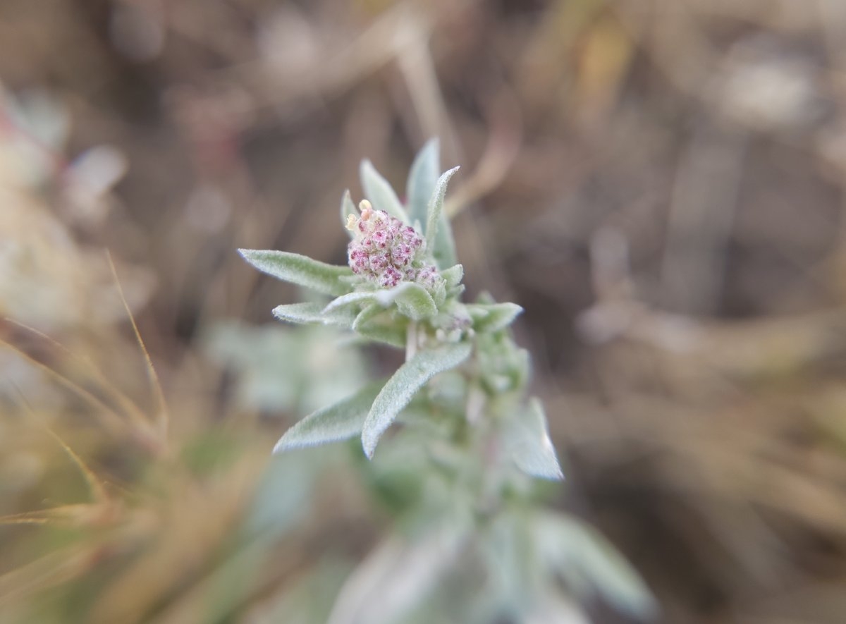 Atriplex fruticulosa