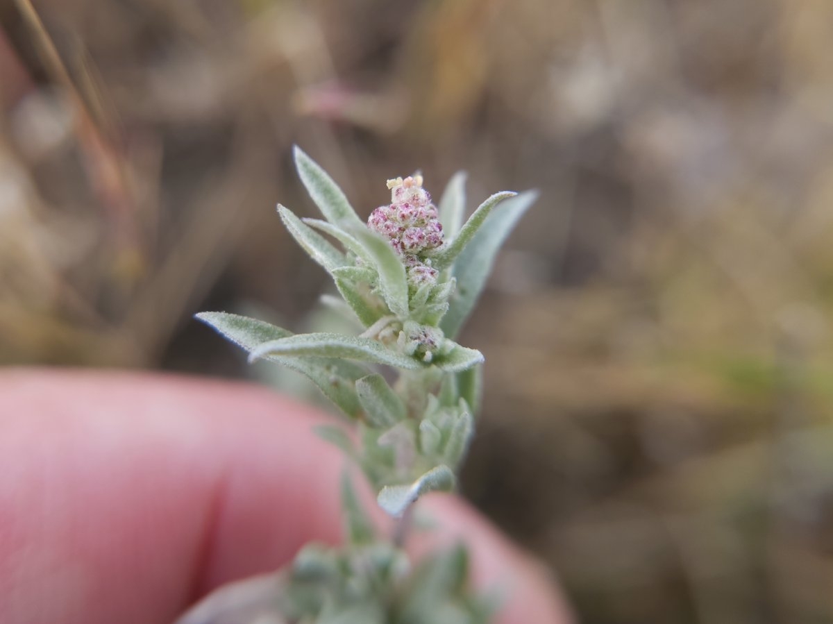 Atriplex fruticulosa