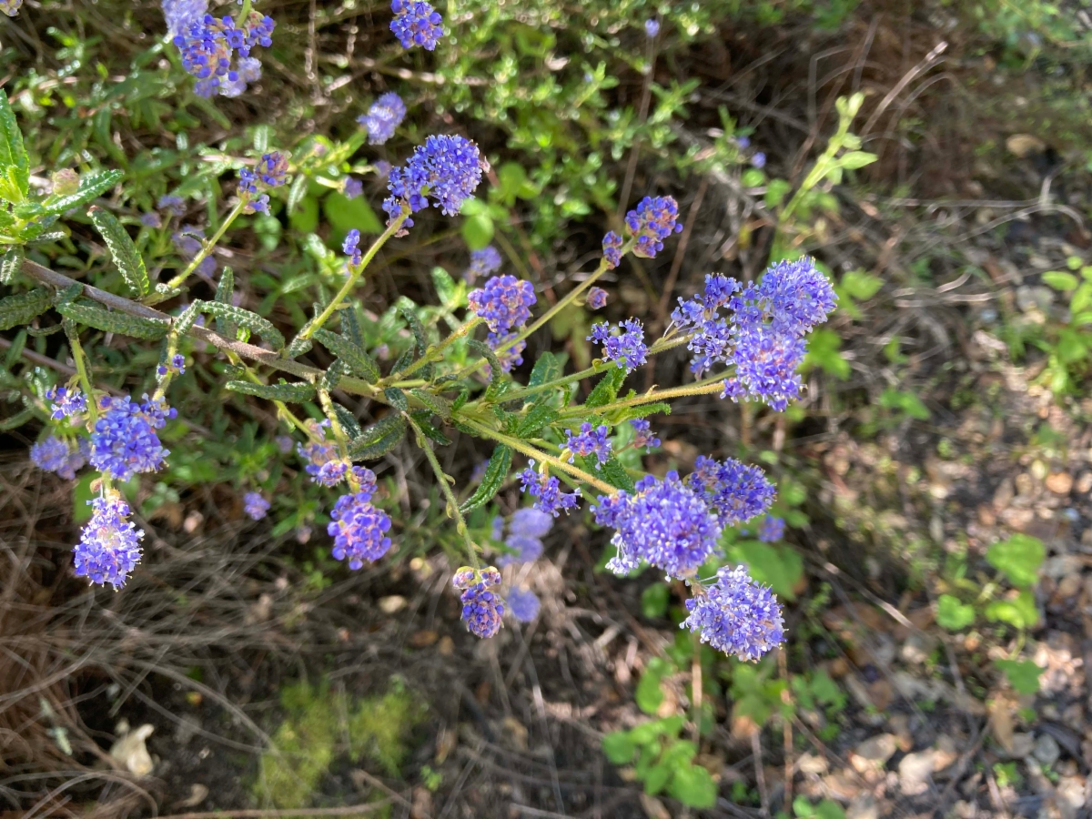 Ceanothus papillosus