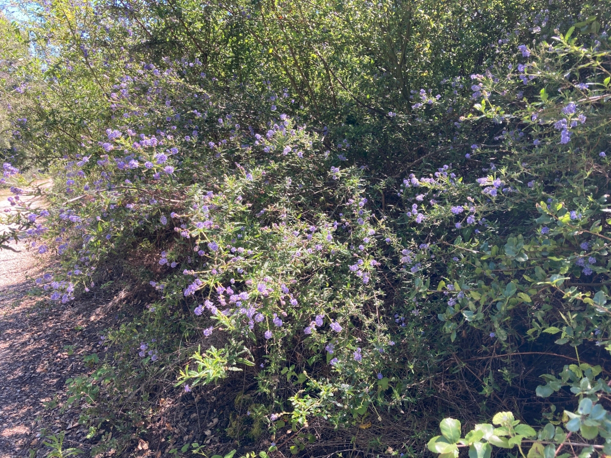 Ceanothus papillosus