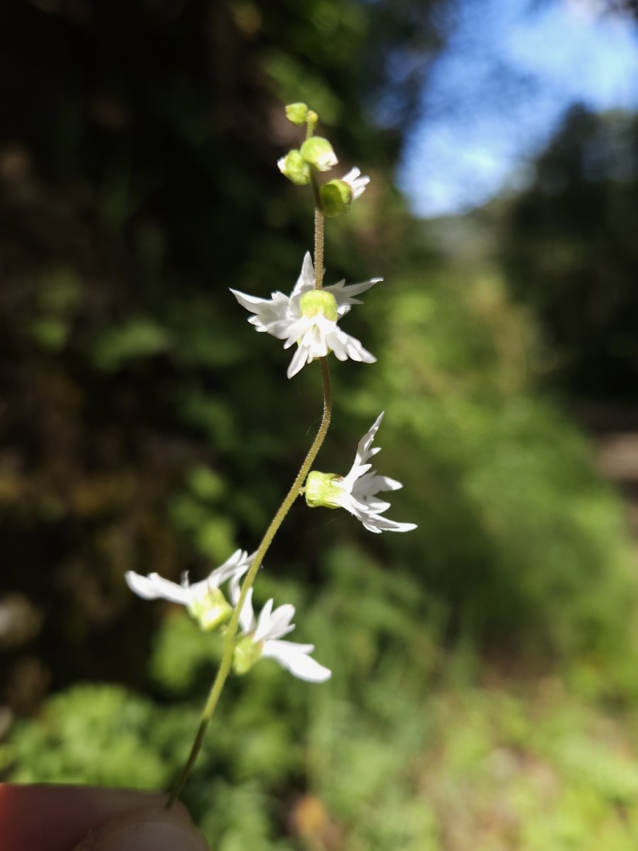 Lithophragma heterophyllum