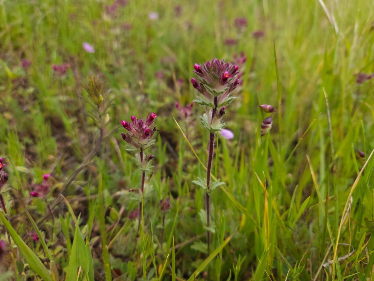 Parentucellia latifolia