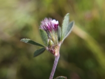 Trifolium macraei