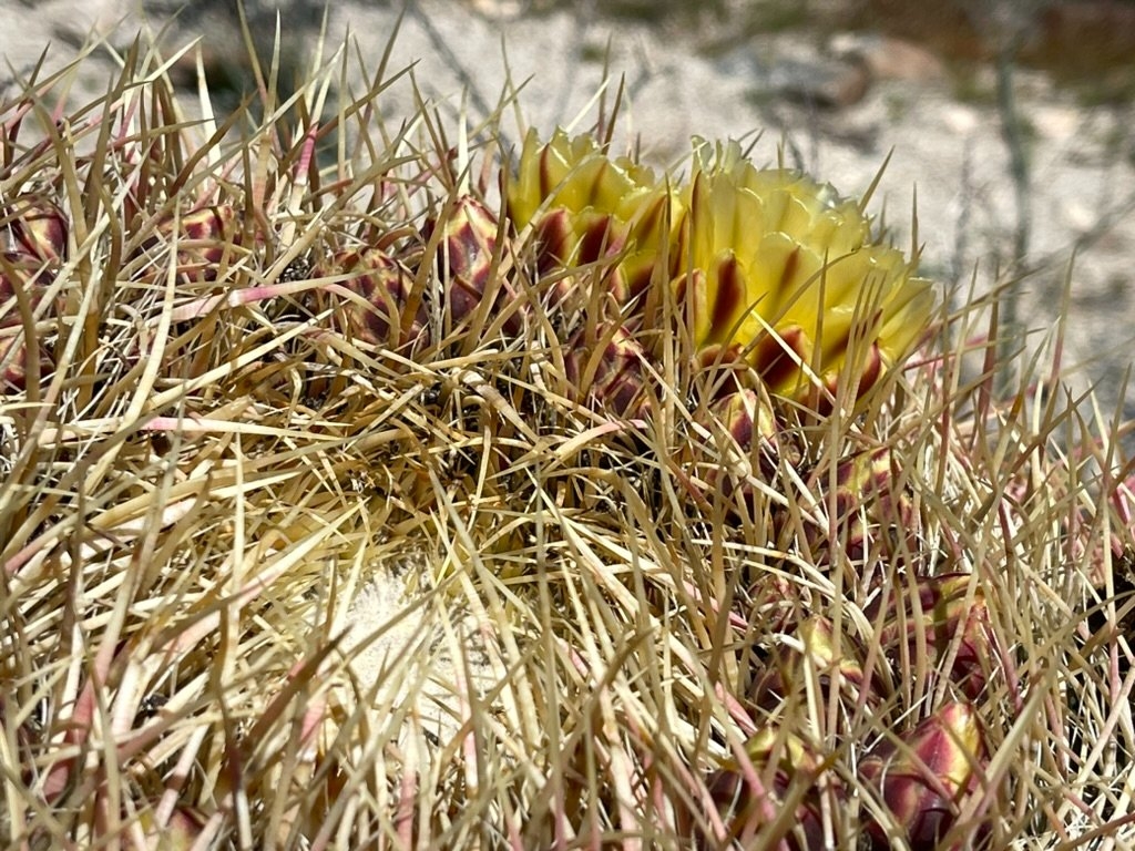 Ferocactus cylindraceus