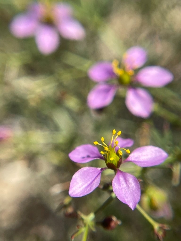 Fagonia laevis