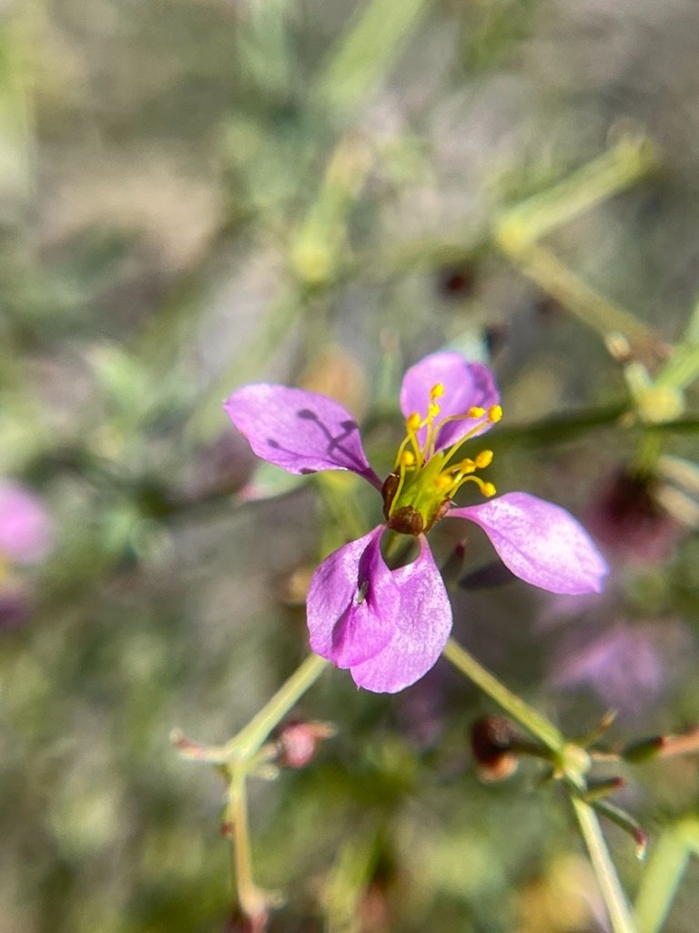 Fagonia laevis