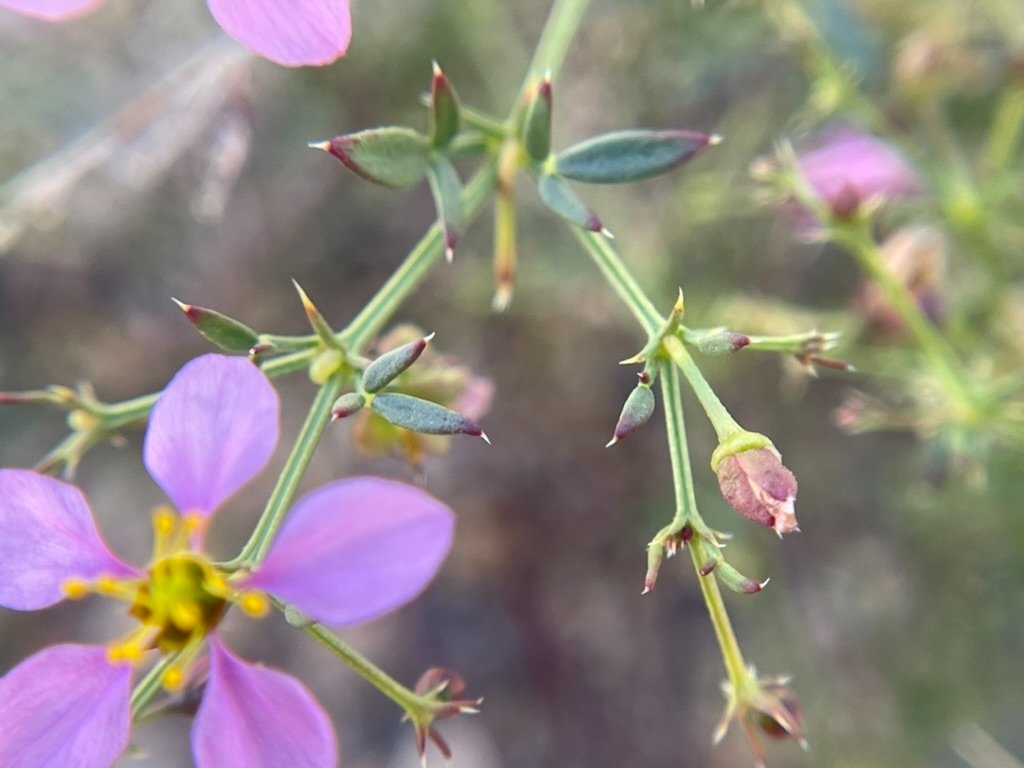 Fagonia laevis