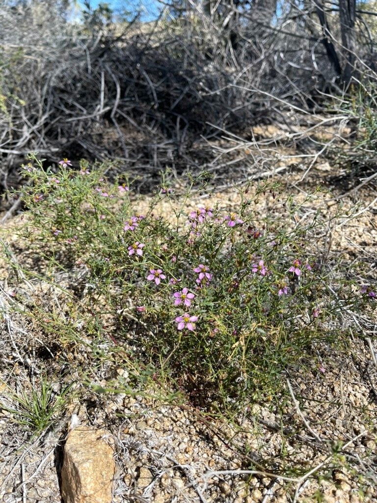 Fagonia laevis