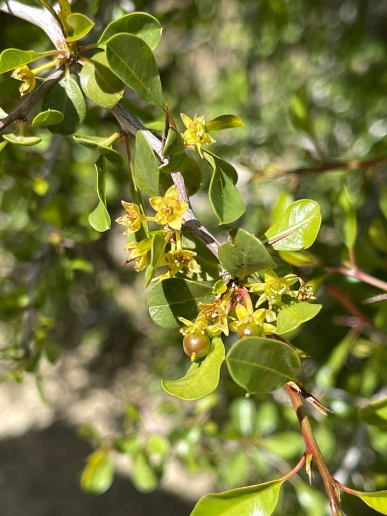 Ziziphus parryi