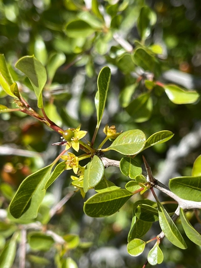 Ziziphus parryi