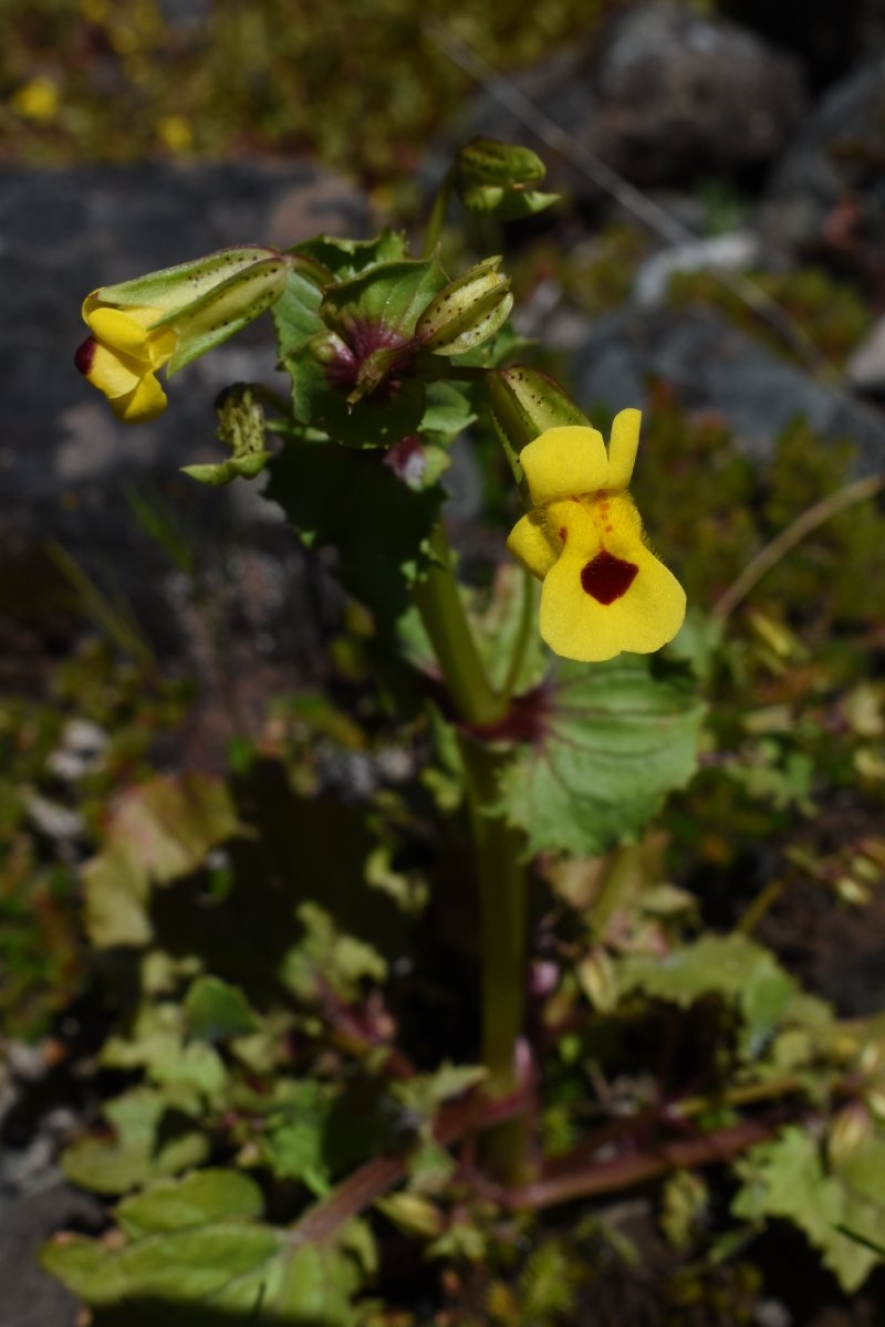 Erythranthe arvensis