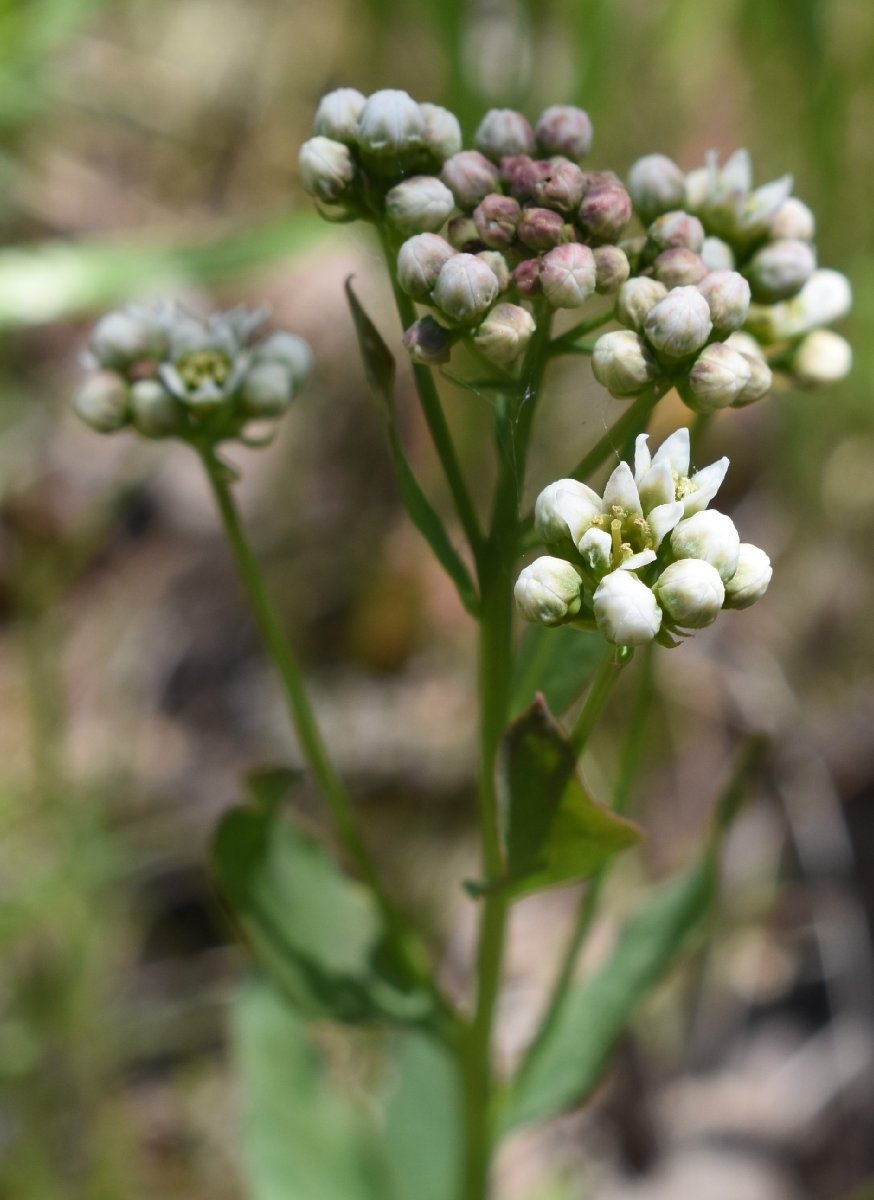 Comandra umbellata