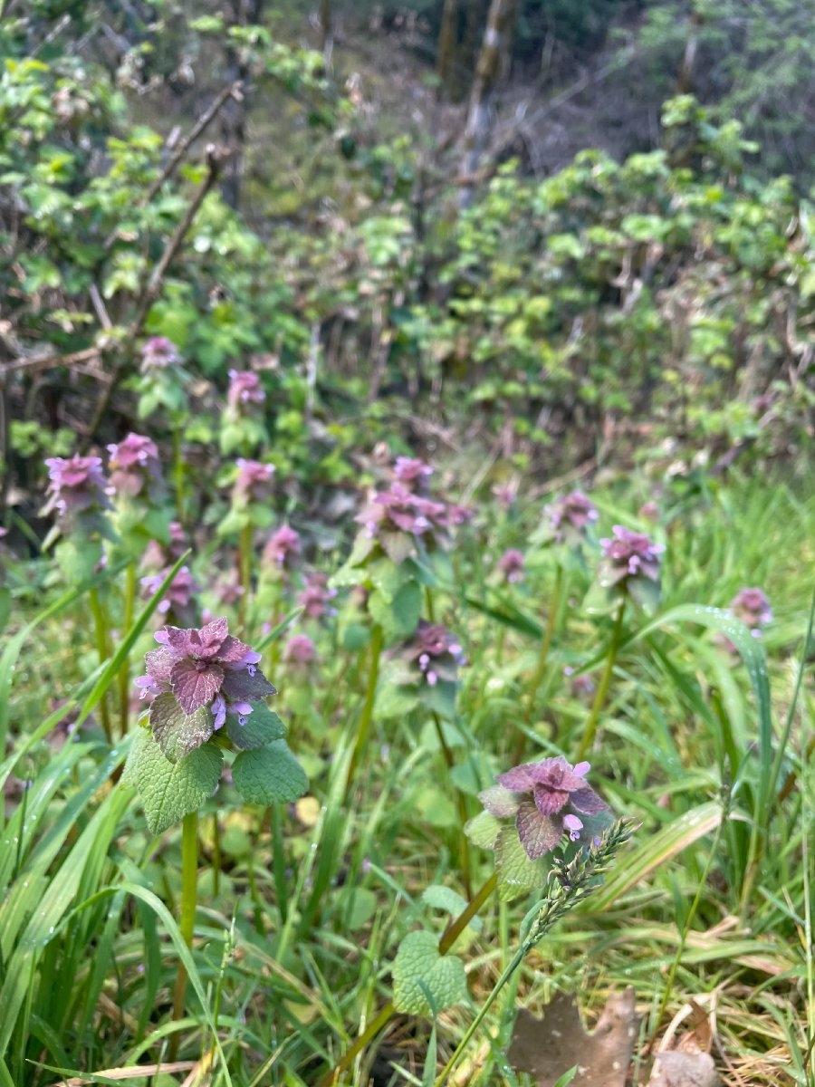 Lamium purpureum