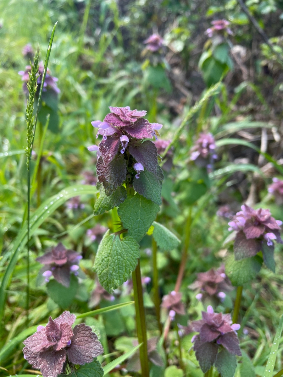 Lamium purpureum