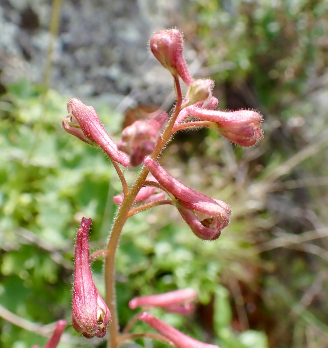 Delphinium purpusii