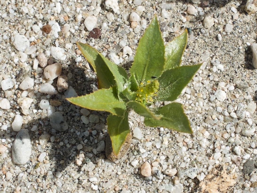 Stillingia spinulosa