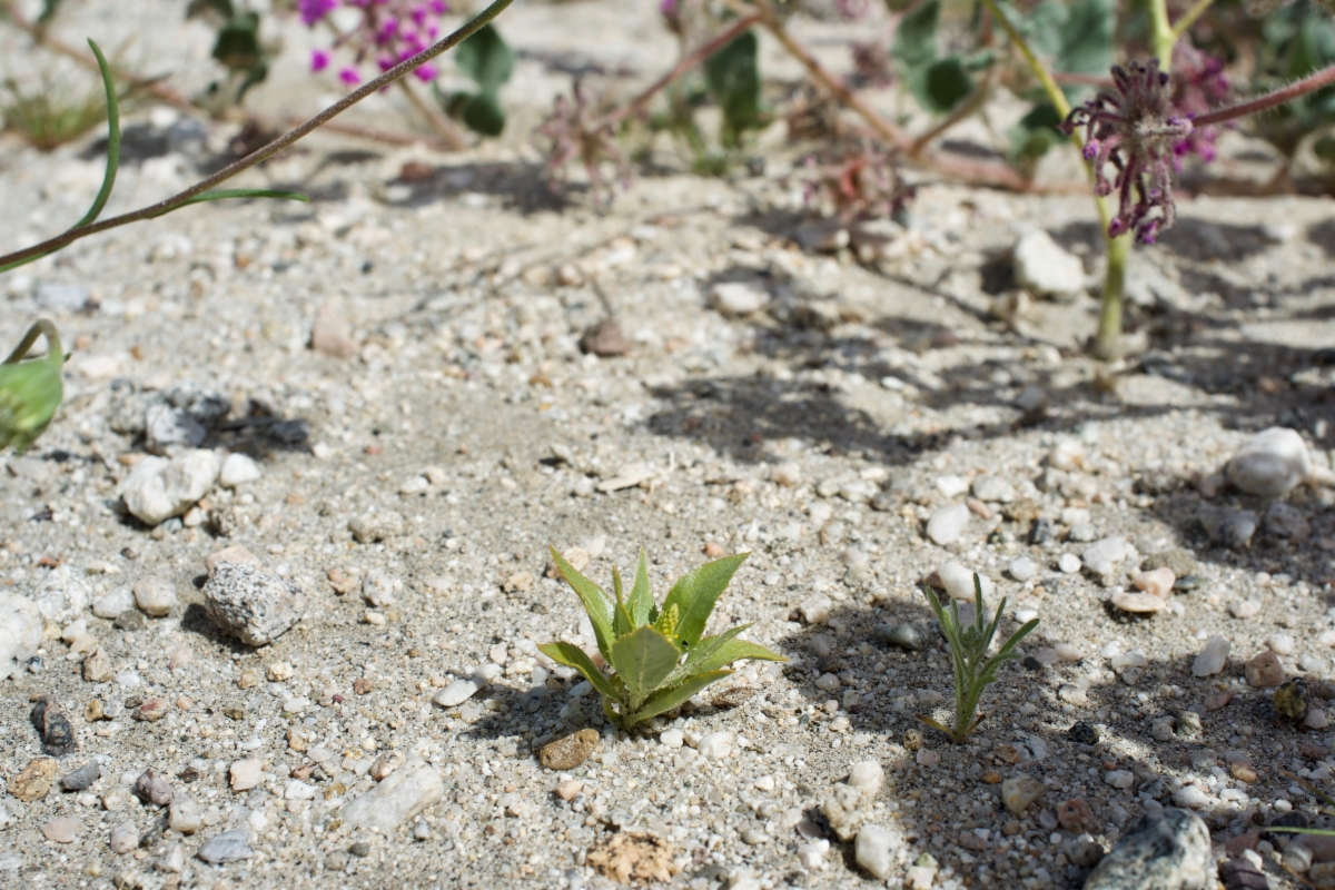 Stillingia spinulosa