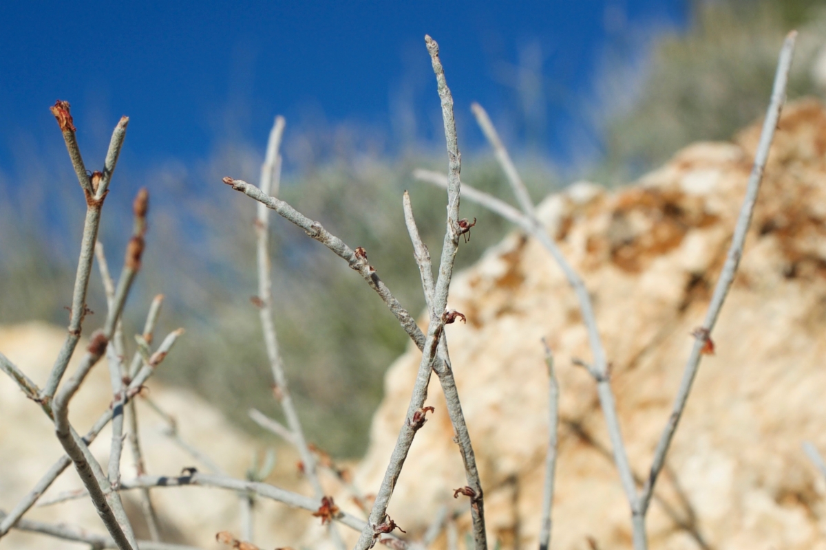 Eriogonum wrightii var. nodosum