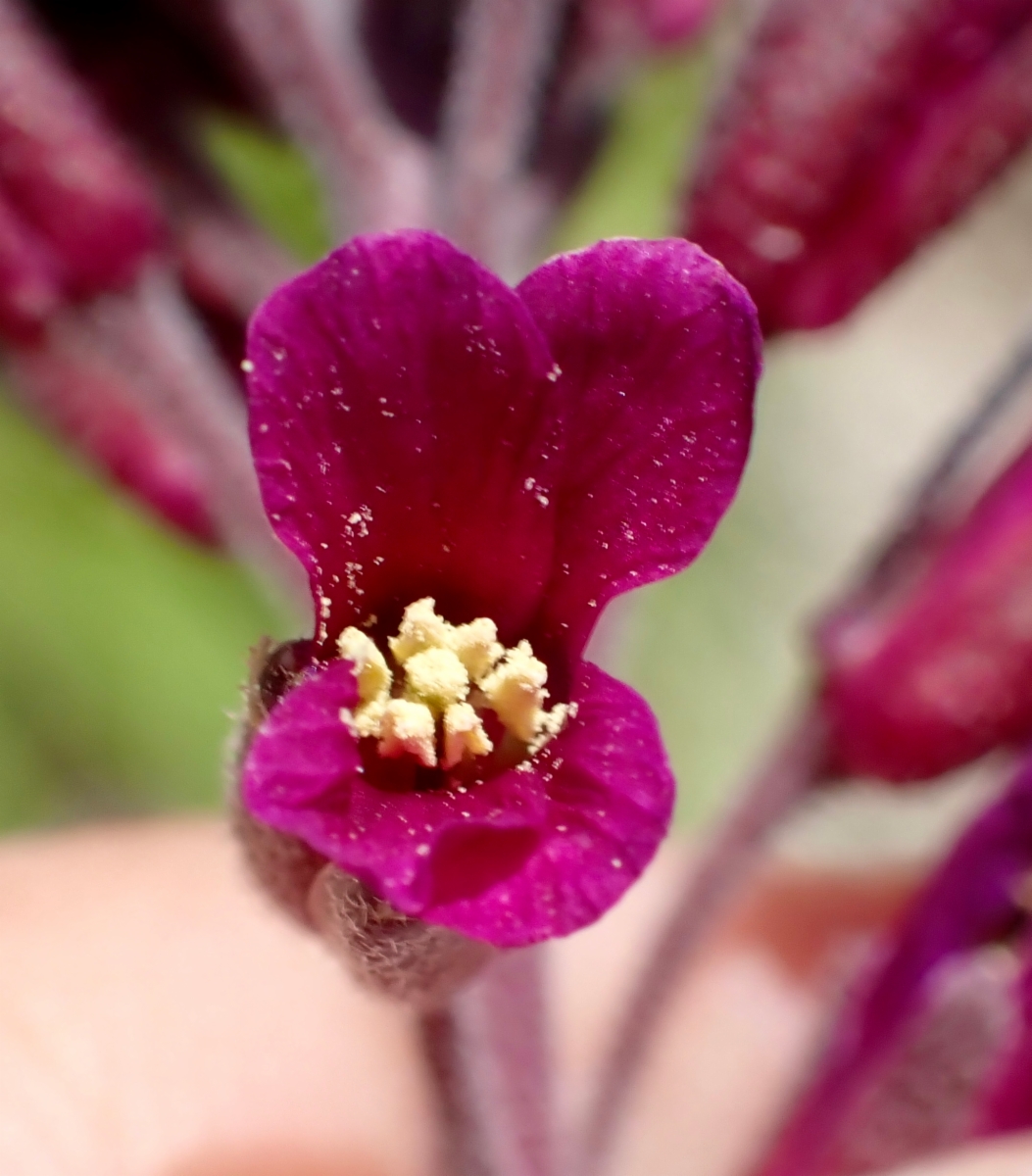 Boechera arcuata