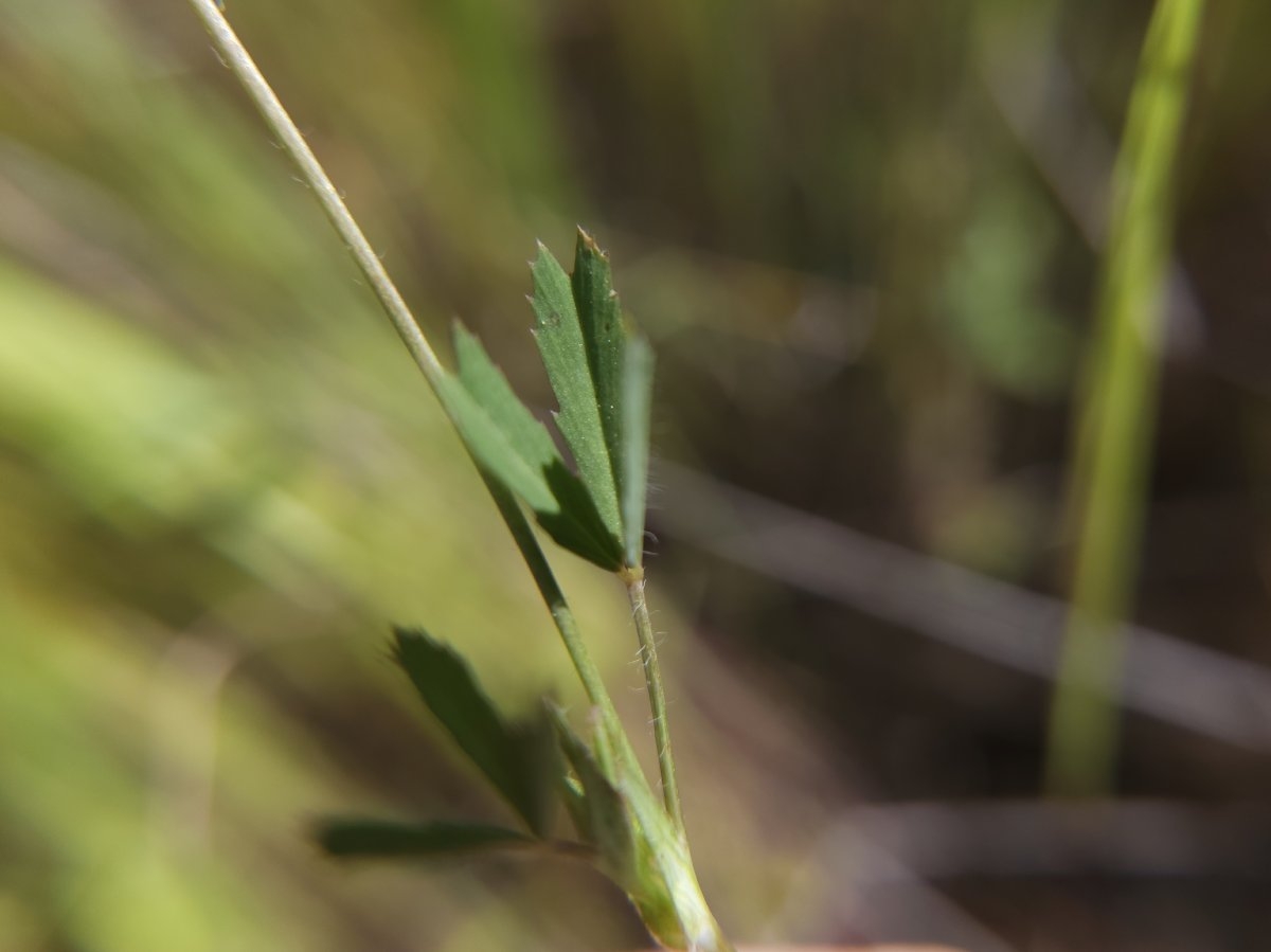 Trifolium bifidum var. decipiens